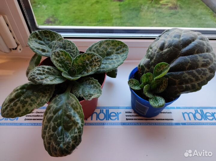 Стрептокарпус Черепаха Turtle