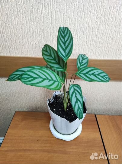 Калатея руфибарба