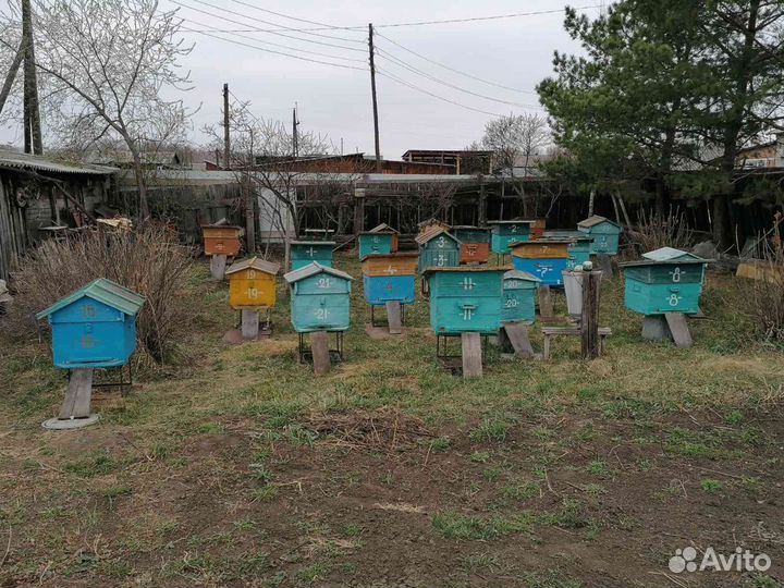 Продам пчелосемьи