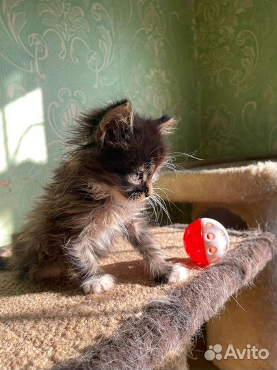 Котенок мальчик