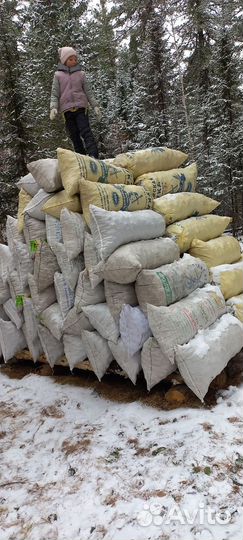Кедровый орех в скорлупе