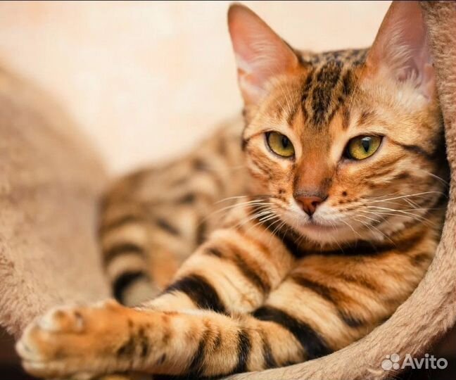 Передержка для кошек