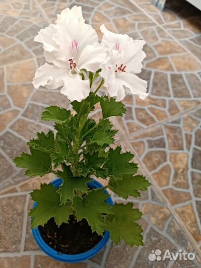 Фикус, фиалка