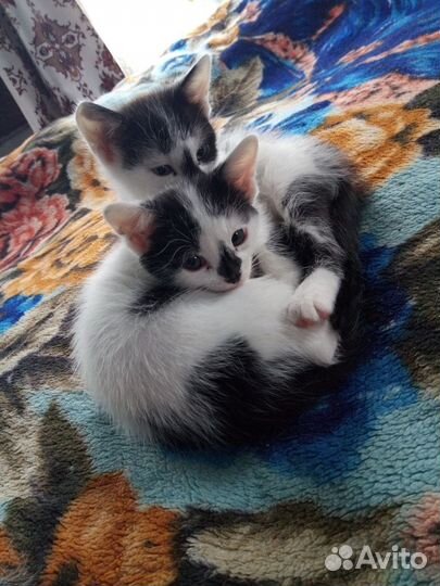 Котята мышеловы