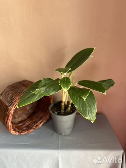 Аглаонема White Lime d17