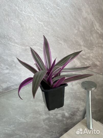 Традесканция разноцветная розовая рео