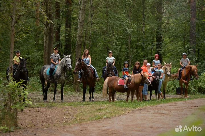 Конные прогулки