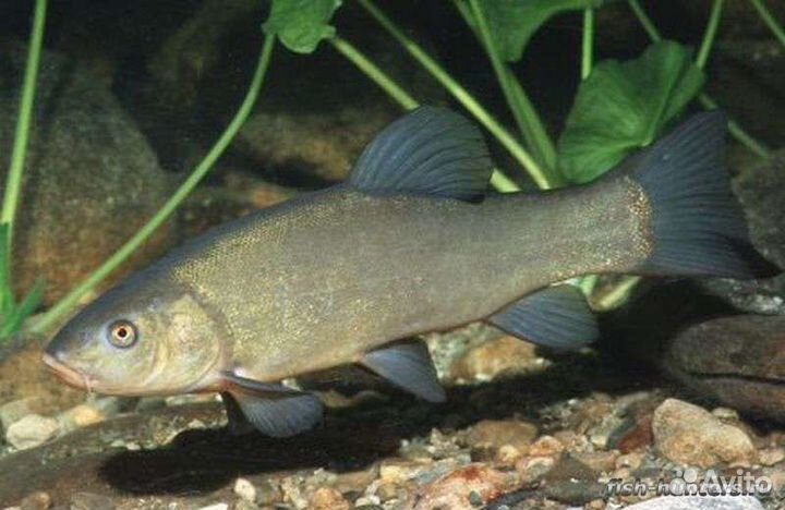 Малек линя (сеголеток)