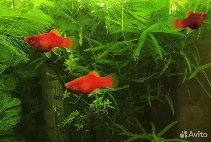 Пецилии, гуппи mix