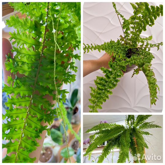 Комнатные растения/цветы (неприхотливые)