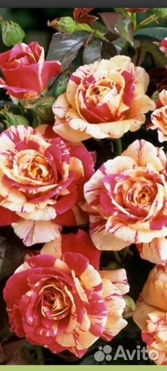 Роза плетистая