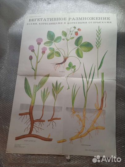 Учебные плакаты СССР ботаника разное