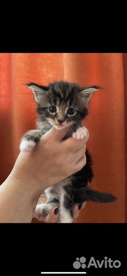 Котята мейн-кун(бронь)
