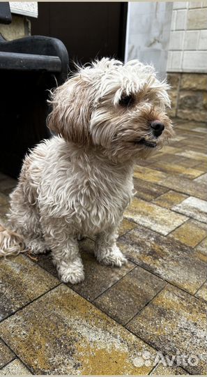 Тротуарная плитка новая минимальный заказ 120 м2