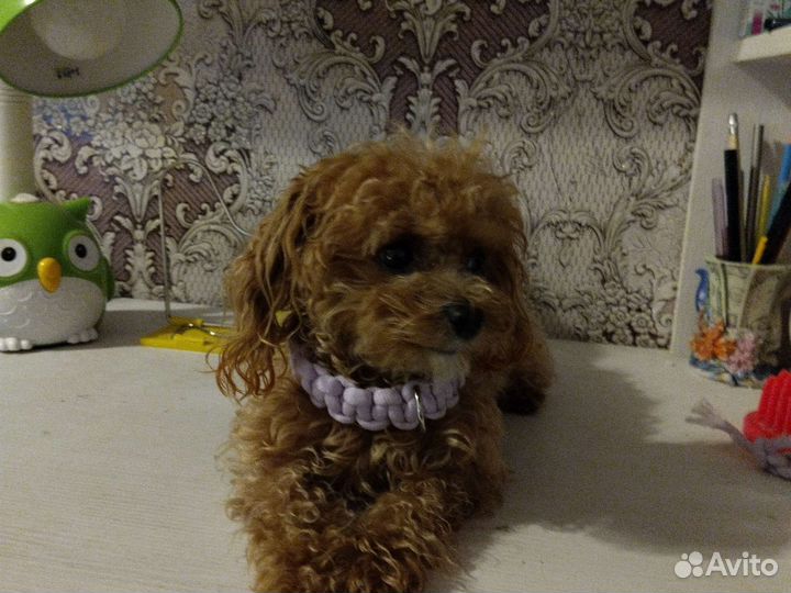 Ошейник на заказ ручной работы для собак