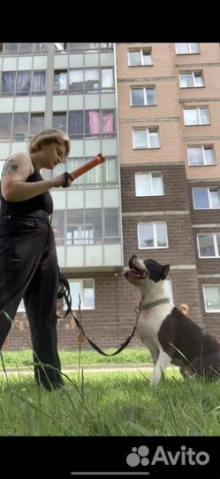 Выгул собак, догситтер, передержка