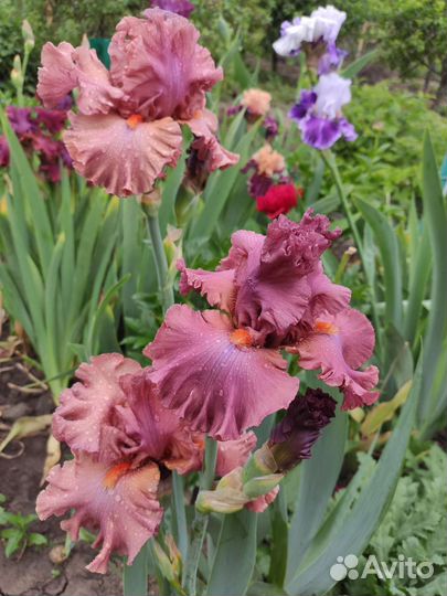Ирисы бородатые