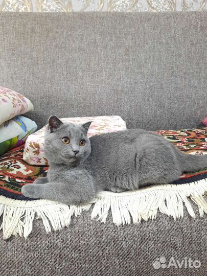 Британская