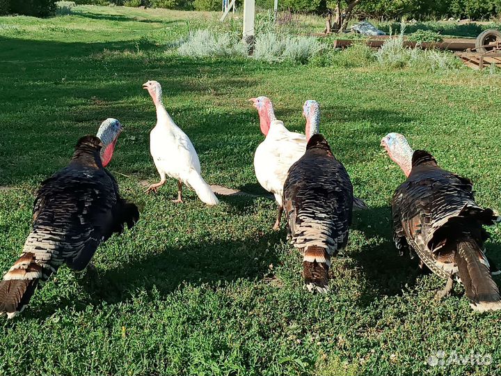 Индюки на племя