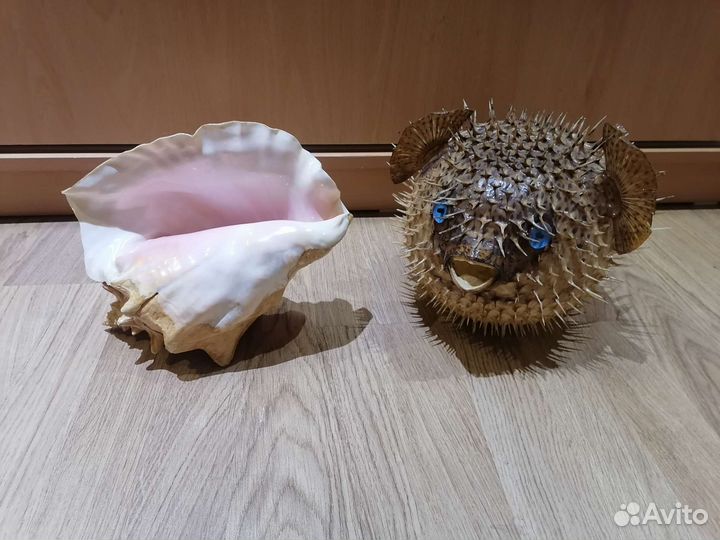 Морские обитатели