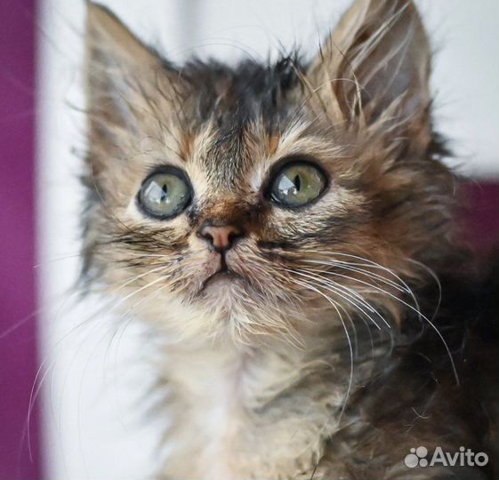 Котята, девочки, 2 мес