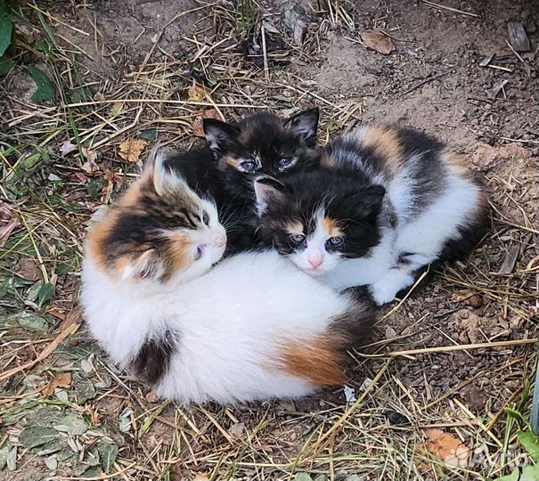 Трехцветные котята в добрые руки