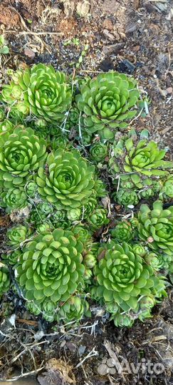 Молодило каменная роза