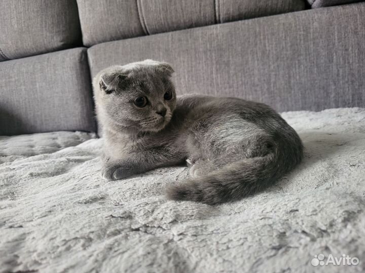 Шотландская вислоухая кошка
