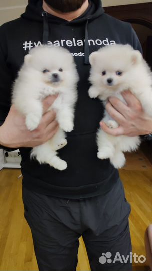 Белый померанский шпиц