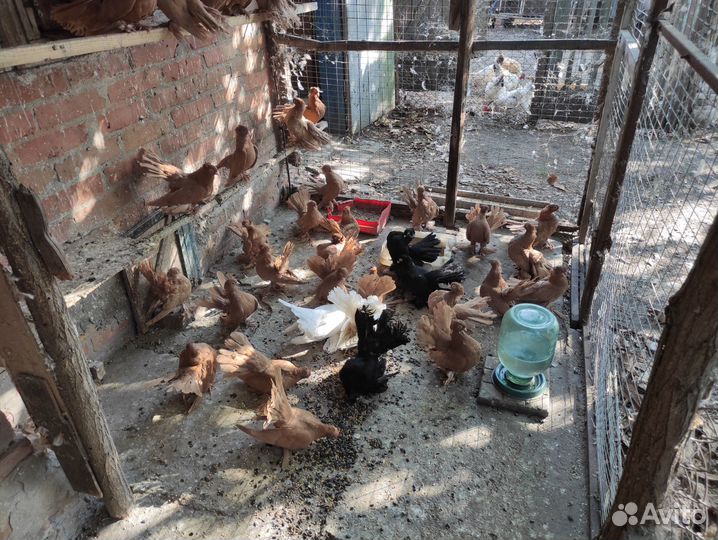 Продажа статных голубей