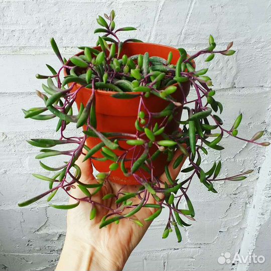 Оттона. Рубиновое ожерелье. Суккулент