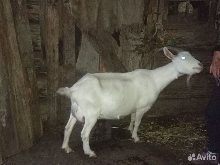 Продам козочку дойную