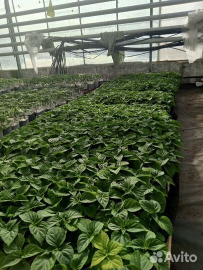 Рассада - томаты, огурцы, перец, баклажаны, капуст