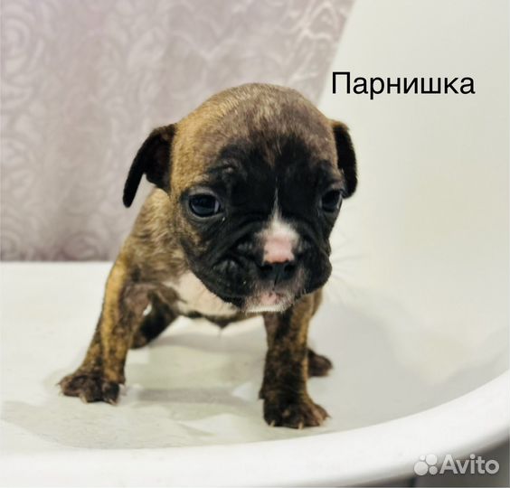 Французский бульдог