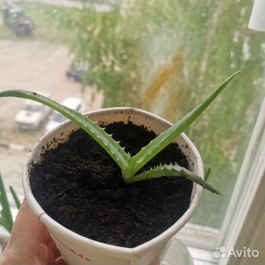 Алоэ лечебный