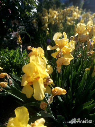 Ирис цветы крупные