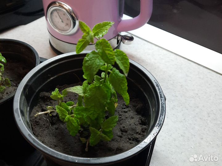 Мята земляничная