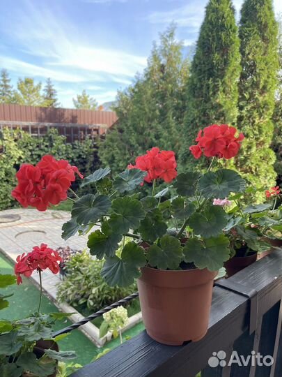 Пеларгония