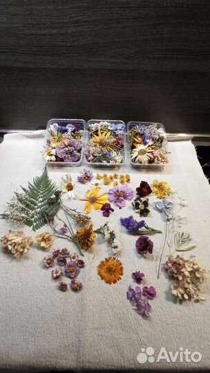 Наборы Сухоцветов 