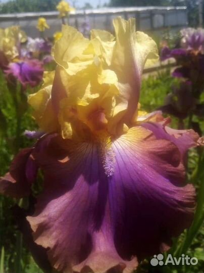 Ирисы сортовые