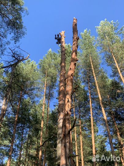 Спил деревьев