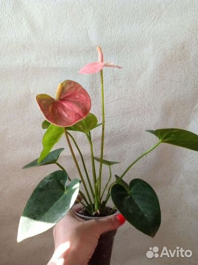 Антуриум Спирт