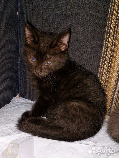 Котёнок в добрые руки бесплатно