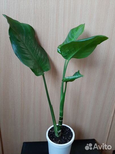 Комнатные растения(диффенбахия, гибискус)