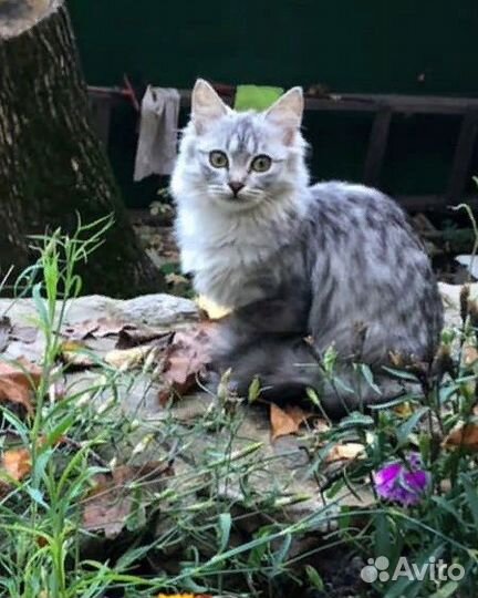 Кошечка серебристого цвета (подросток)