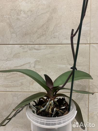 Орхидея фаленопсис