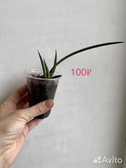 Суккуленты