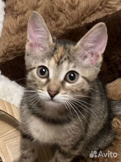 Котята в добрые руки бесплатно