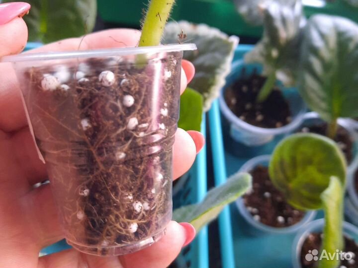 Укорененные черенки фиалок