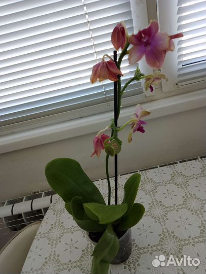 Орхидея лиодоро
